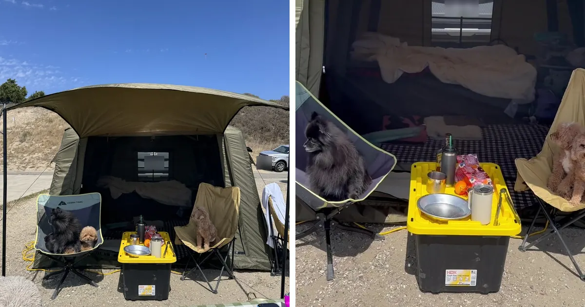 Inflatable air tent with its awning stretched out at an oceanfront campsite beside a photo of two small dogs sitting in camp chairs underneath it