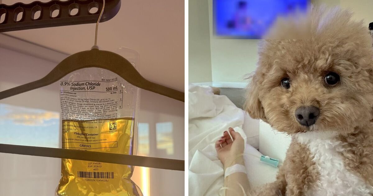An IV bag on a clothes hanger at sunset next to a small dog resting during an at-home IV drip