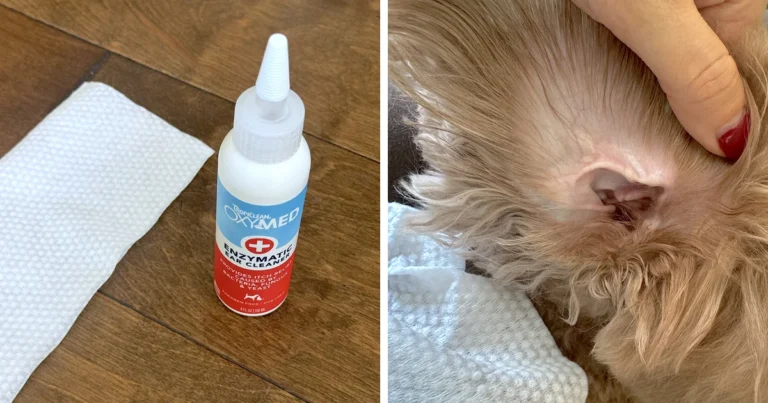 Bottle of enzymatic dog ear cleaner next to a dry wipe, and a clean dog ear held open