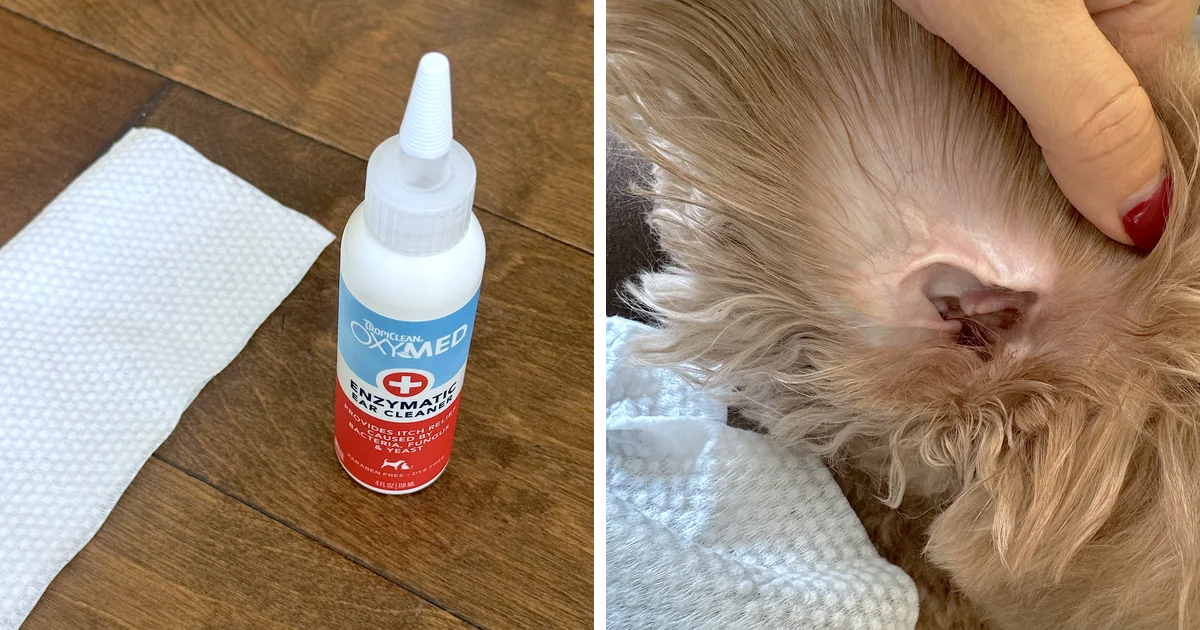 Bottle of enzymatic dog ear cleaner next to a dry wipe, and a clean dog ear held open