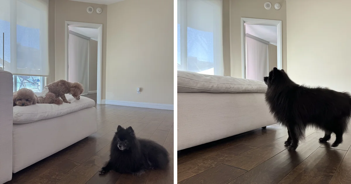 A senior black Pomeranian on the floor while two younger dogs sit on the couch, next to the same senior dog standing