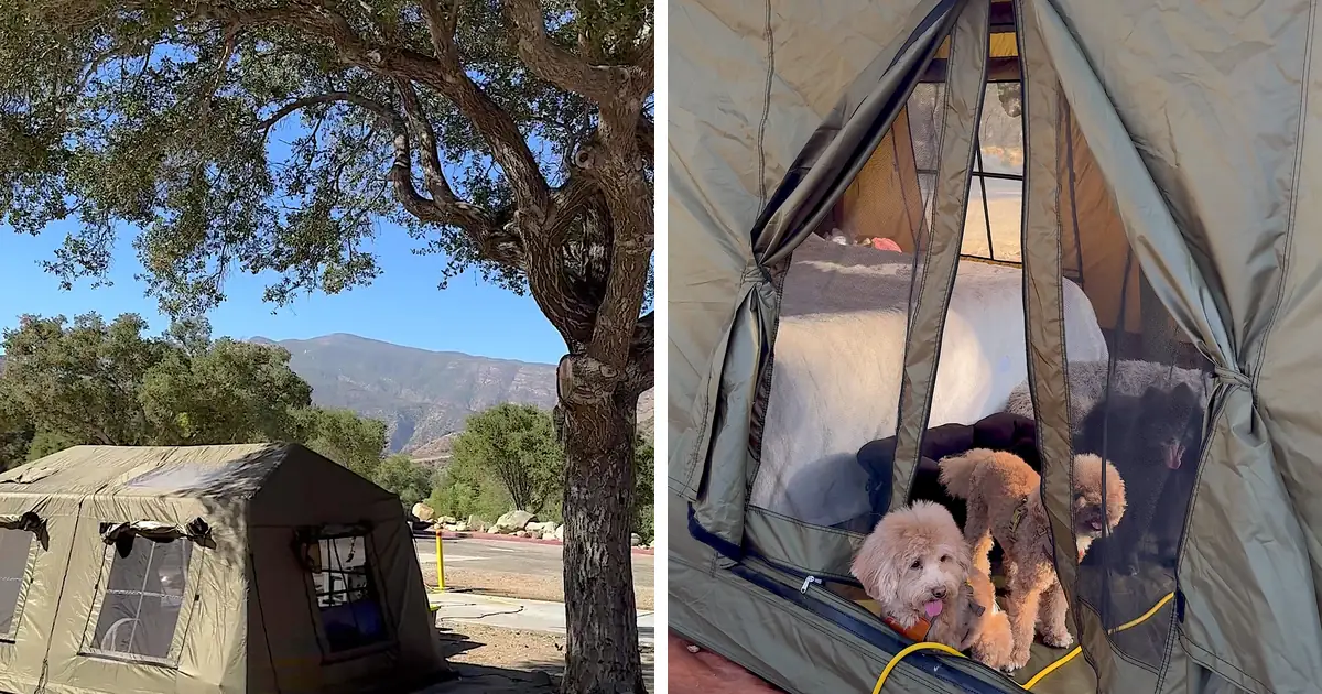 Green air tent under an oak tree next to two dogs peeking out of the tent door