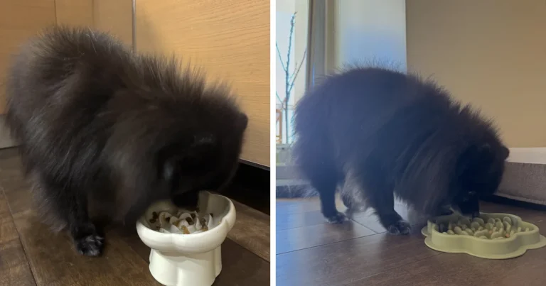 Homemade dog food for senior dogs: our 14-year-old black Pomeranian eating from a raised bowl and from her old slow feeder