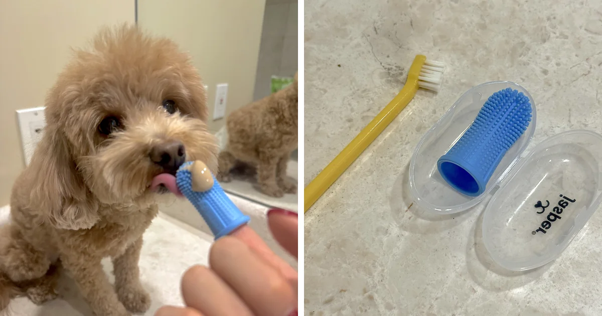 How often to brush dog teeth: our curly dog tasting toothpaste on a blue finger brush, next to the two brushes we use every night