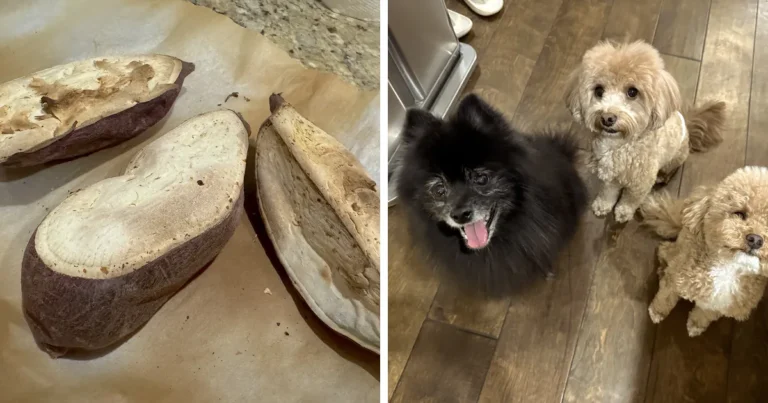 How to cook sweet potato for dogs: air fried Korean sweet potatoes cooling on parchment next to our three dogs waiting in the kitchen