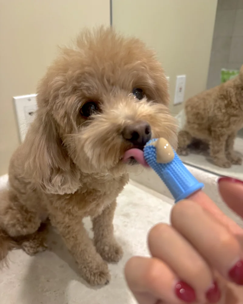 How Often to Brush Dog Teeth (Our Nightly Routine With 3 Small Dogs) How often to brush dog teeth: our 3-year-old goldendoodle licking enzymatic toothpaste off a blue silicone finger brush on the bathroom sink