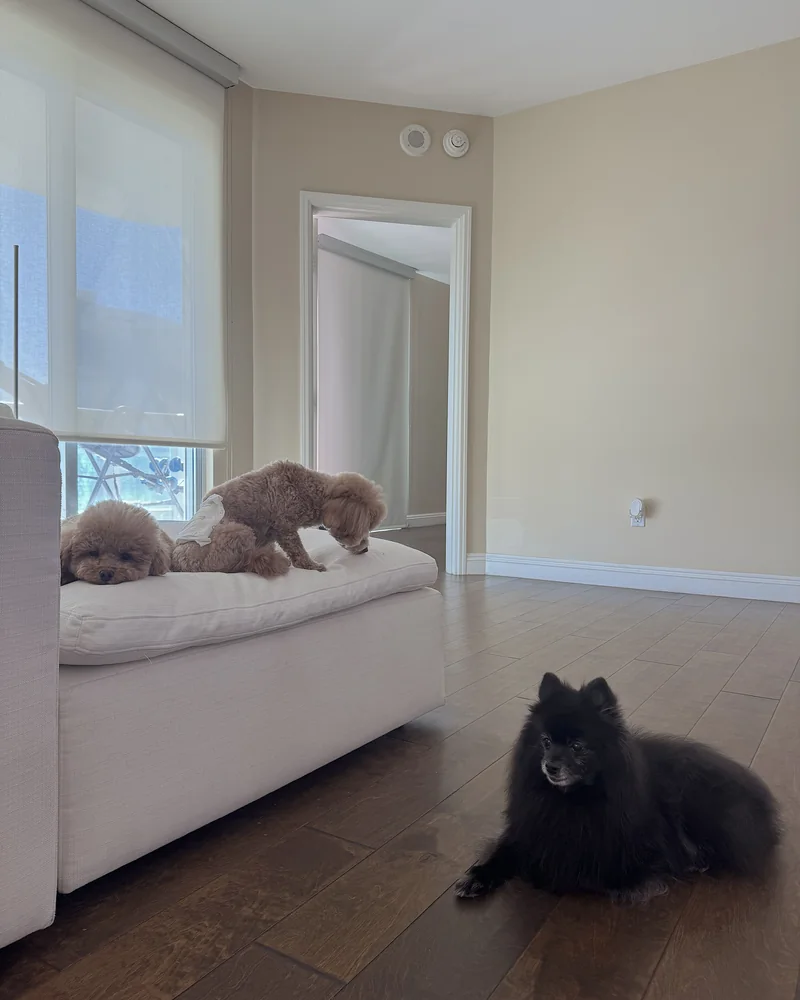 Signs of Arthritis in Dogs: What We Watch for in Our 14-Year-Old After Her Leg Surgery Signs of arthritis in dogs: a senior black Pomeranian lying on the floor while two younger dogs sit on the couch