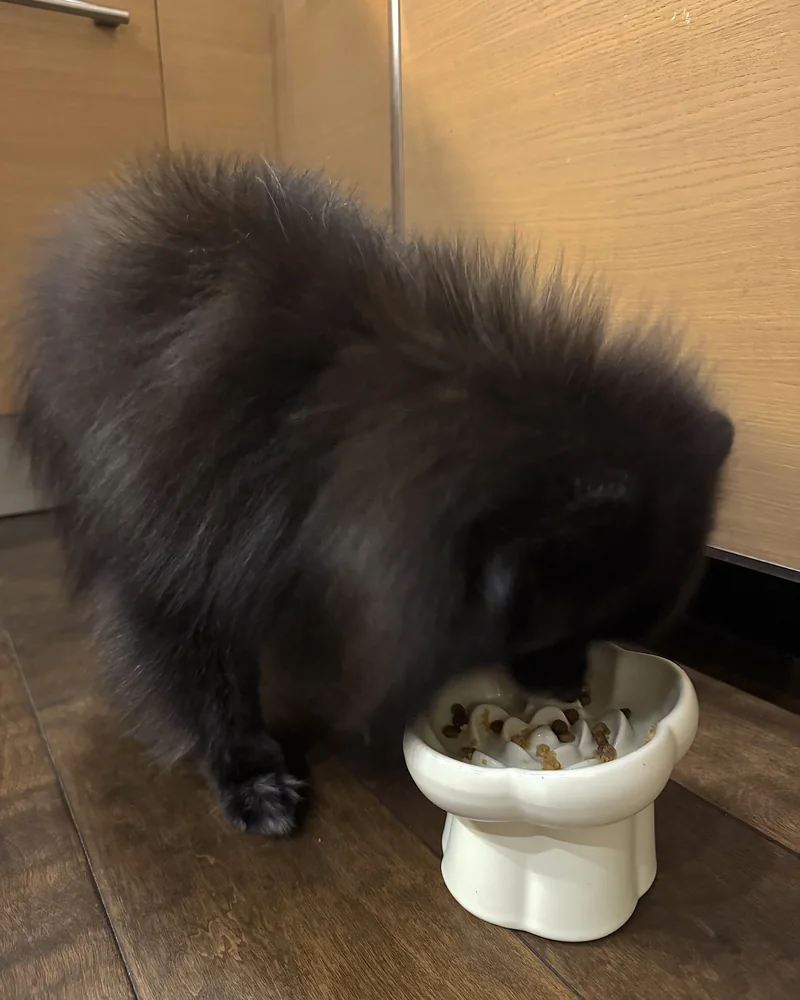 Homemade Dog Food for Senior Dogs (What Our 14-Year-Old Eats Every Day) Homemade dog food for senior dogs: our 14-year-old black Pomeranian eating homemade food mixed with kibble from a white raised bowl