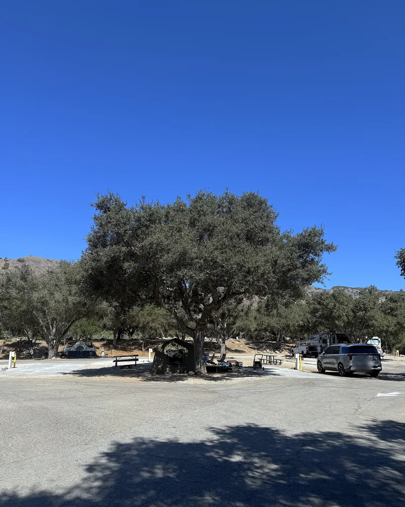 Steckel Park Camping With 3 Dogs: Our Honest Review of This Oak-Shaded Campground Paved campground loop with a large shade oak and campsites on a clear day