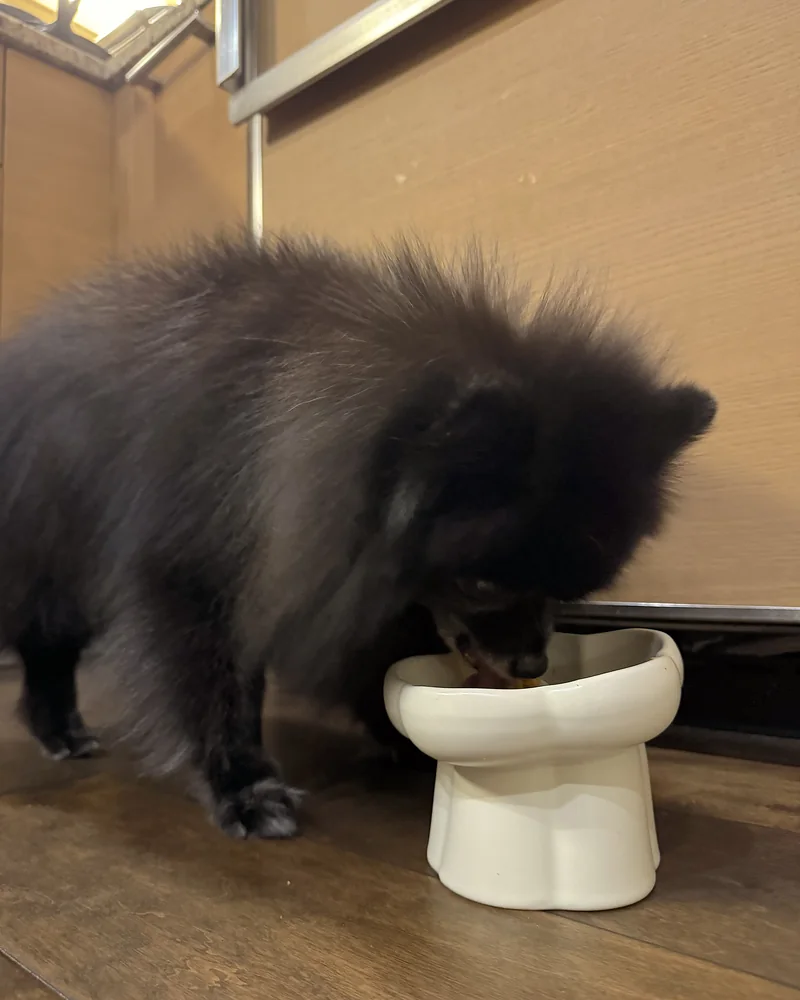 Homemade Dog Food for Senior Dogs (What Our 14-Year-Old Eats Every Day) Our senior Pomeranian with her face in a white raised ceramic bowl of homemade dog food
