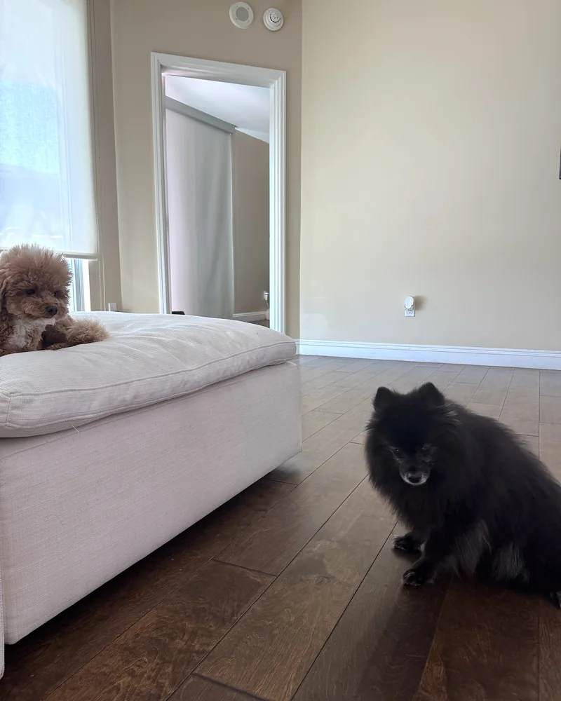 Signs of Arthritis in Dogs: What We Watch for in Our 14-Year-Old After Her Leg Surgery Senior black Pomeranian sitting on a wood floor beside a couch while a younger dog rests on top