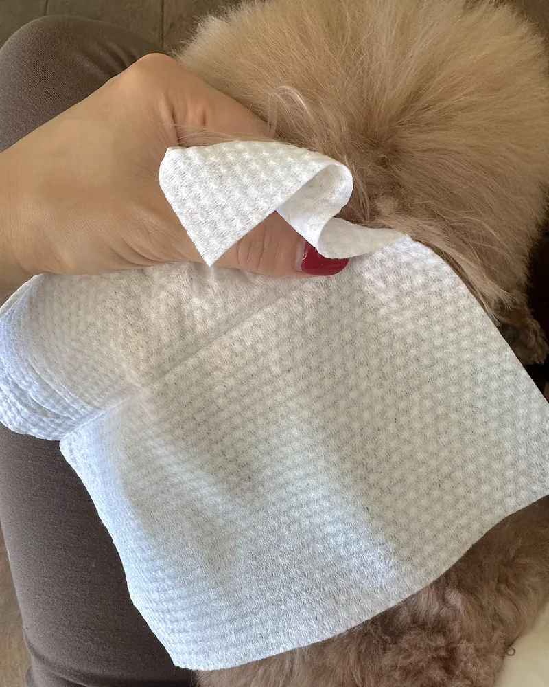 Hand gently lifting a fluffy dog ear flap while holding a wipe