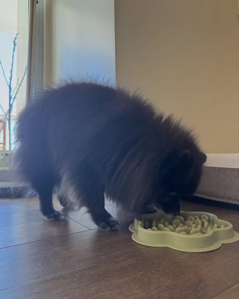 Homemade Dog Food for Senior Dogs (What Our 14-Year-Old Eats Every Day) Our black Pomeranian eating homemade food from a green slow feeder bowl on the floor