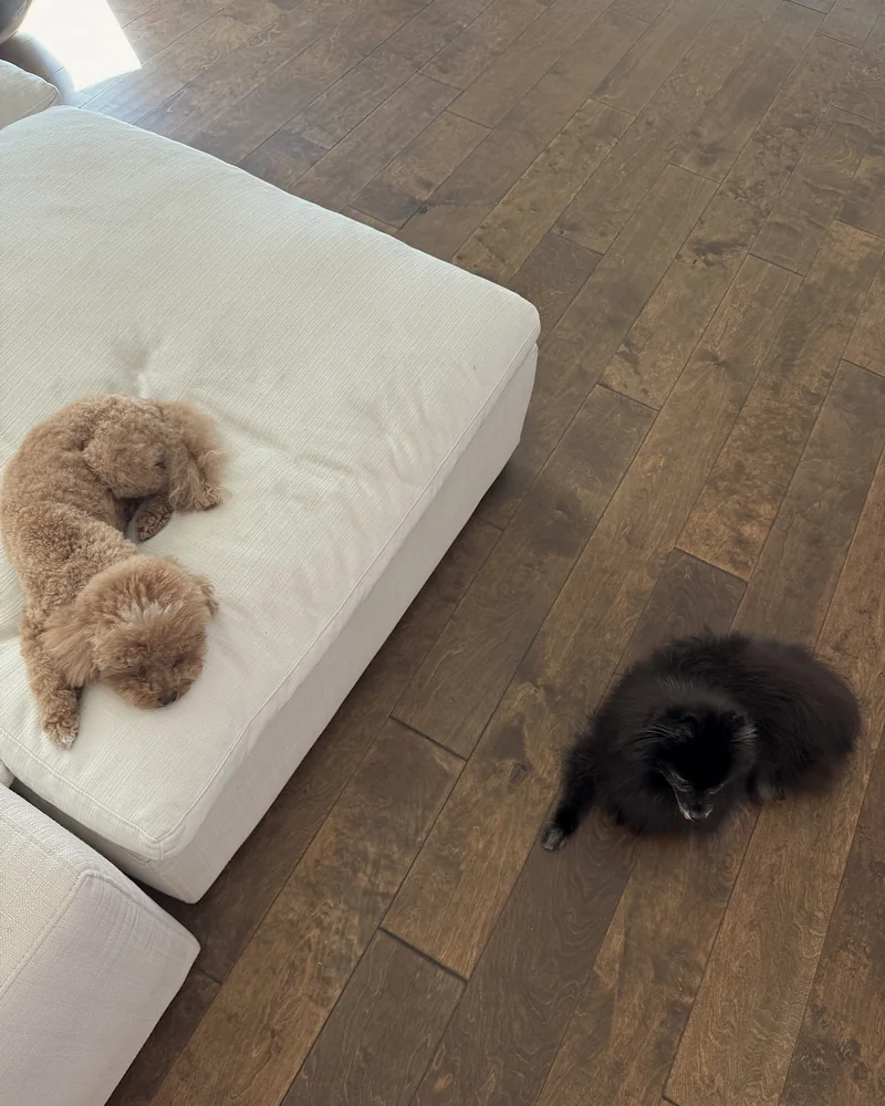 Signs of Arthritis in Dogs: What We Watch for in Our 14-Year-Old After Her Leg Surgery Senior black Pomeranian lying on a wood floor below a couch where two younger dogs are napping