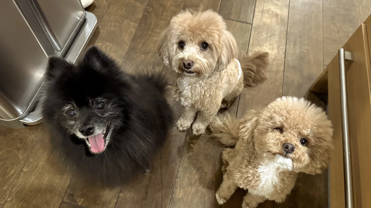 Our black Pomeranian and two curly brown dogs sitting on the kitchen floor looking up and waiting for sweet potato
