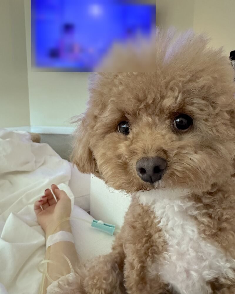 How Long Does an IV Drip Take? My 90-Minute vs 6-Hour Drips A small curly dog resting right next to my IV arm on the couch during a long at-home IV drip