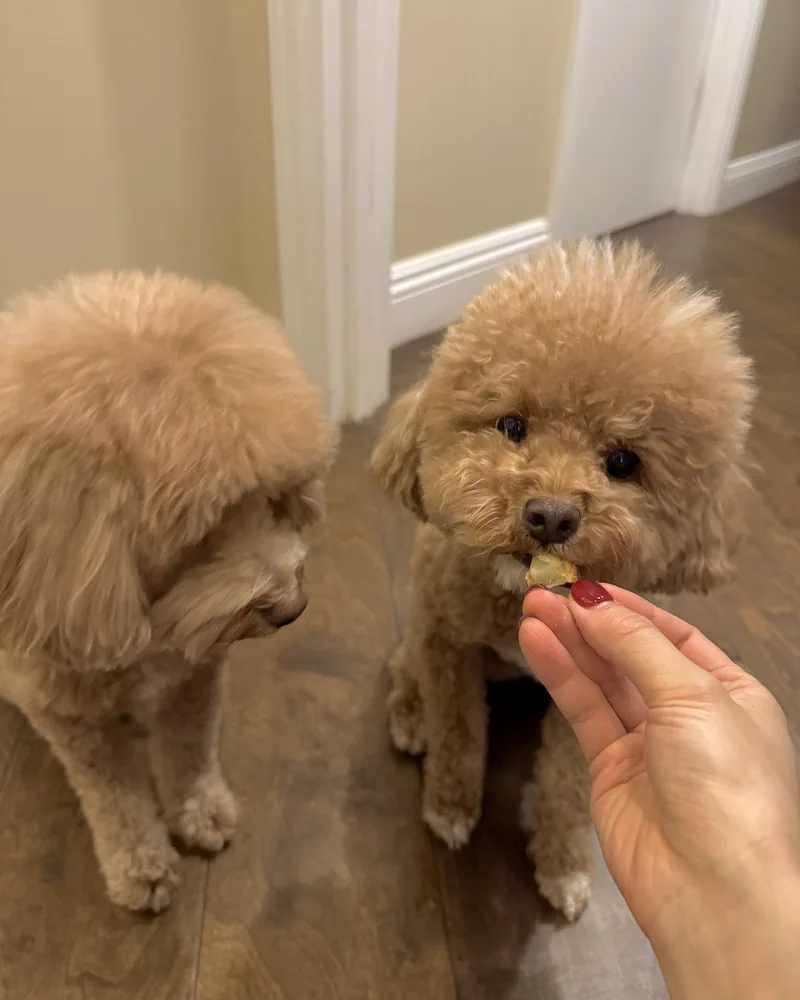 Handing a small torn piece of peeled sweet potato to one of our curly brown dogs