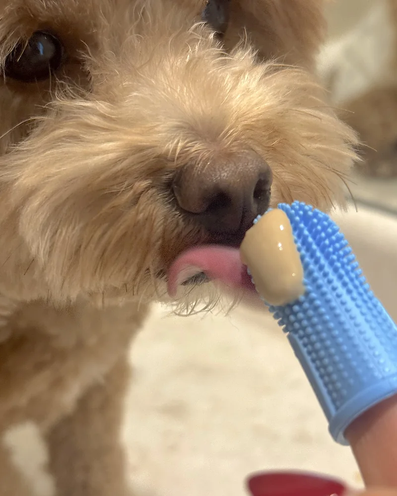 How Often to Brush Dog Teeth (Our Nightly Routine With 3 Small Dogs) Close-up of our curly dog licking poultry toothpaste from the finger brush before brushing starts