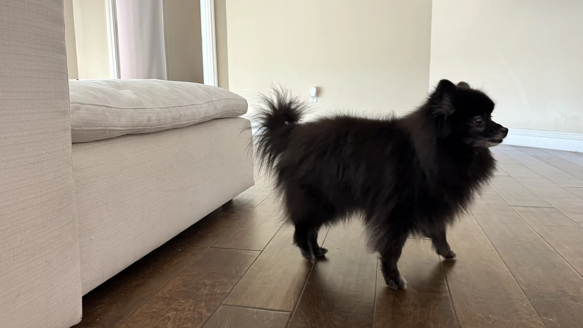 Signs of Arthritis in Dogs: What We Watch for in Our 14-Year-Old After Her Leg Surgery Senior black Pomeranian standing on a wood floor next to a couch