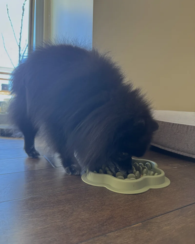 Homemade Dog Food for Senior Dogs (What Our 14-Year-Old Eats Every Day) Senior Pomeranian bending down to a green slow feeder bowl filled with homemade food