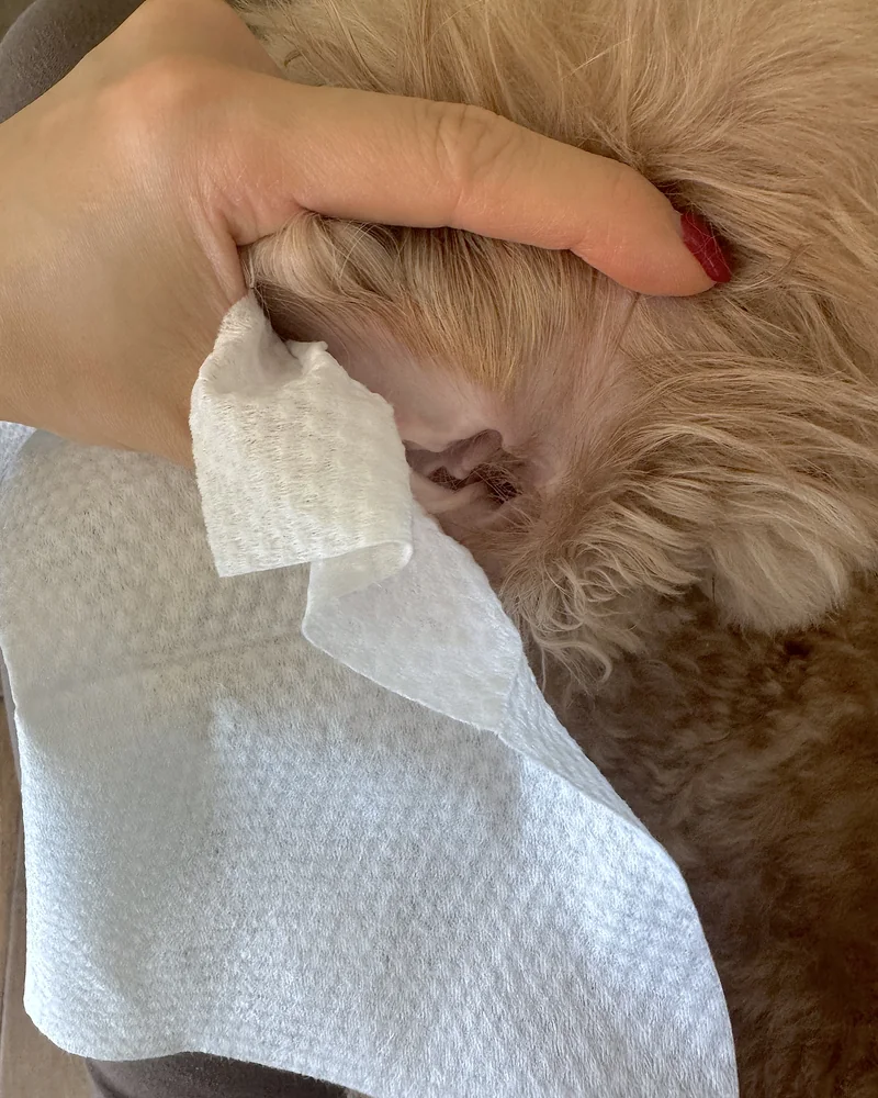 Finger wrapped in a wipe gently cleaning the inside of a dog ear