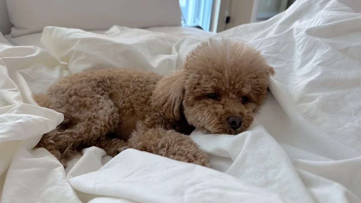 NAD IV Therapy: What My First 1,000 mg Drip Was Like (And the Week After) Our curly brown dog sleeping on the white sheets right next to me during the NAD drip