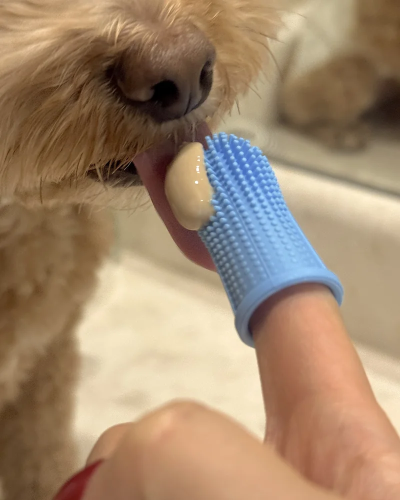 How Often to Brush Dog Teeth (Our Nightly Routine With 3 Small Dogs) Finger brush with toothpaste held at our dog's front teeth and lower lip