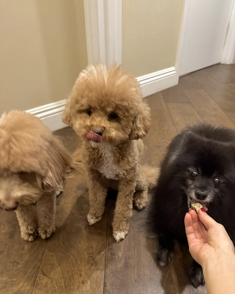 One of our curly brown dogs licking his lips after a piece of sweet potato while our senior Pomeranian gets hers