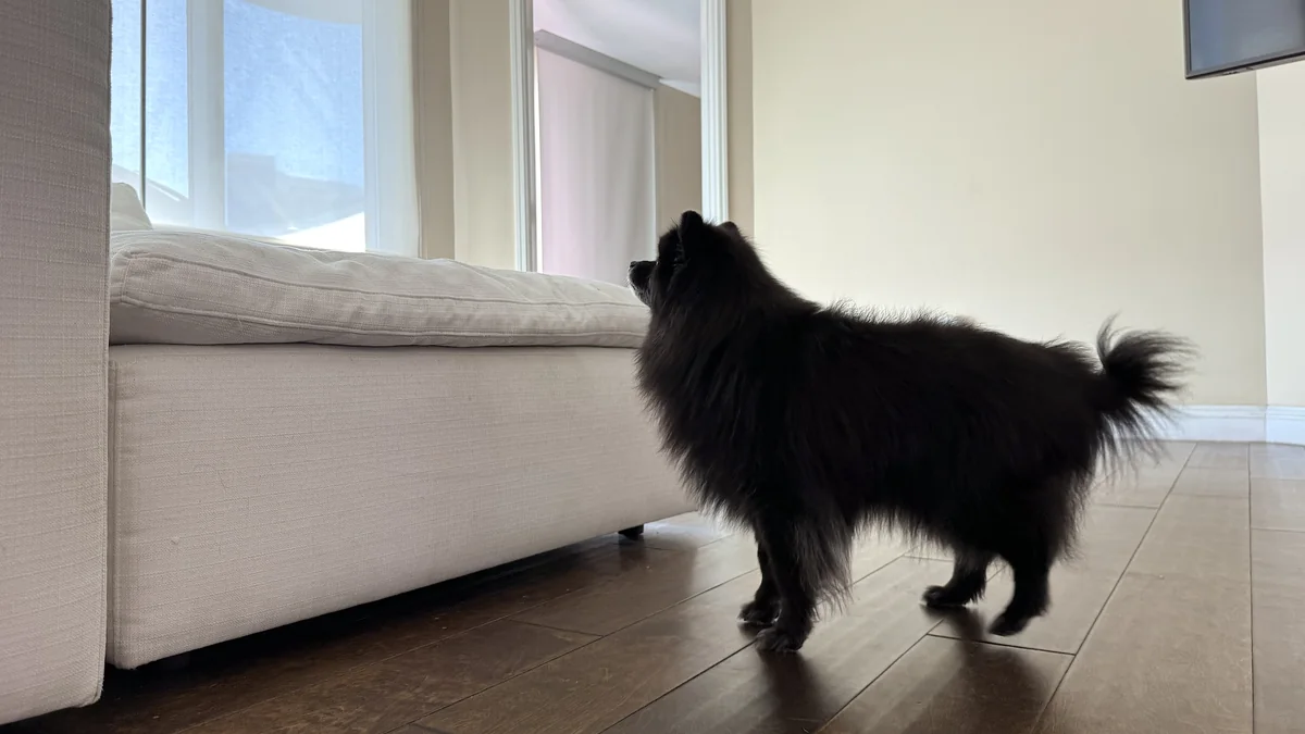Signs of Arthritis in Dogs: What We Watch for in Our 14-Year-Old After Her Leg Surgery Senior black Pomeranian walking past a couch with her tail up