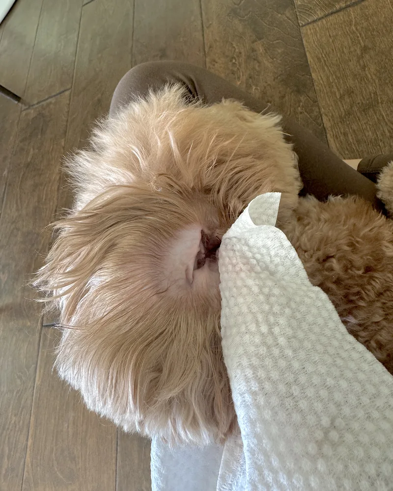 Wipe held against a fluffy dog ear while the dog sits calmly