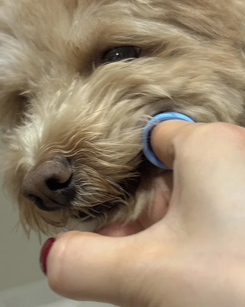 How Often to Brush Dog Teeth (Our Nightly Routine With 3 Small Dogs) Brushing the back teeth with a finger brush slid in at the side of our dog's mouth