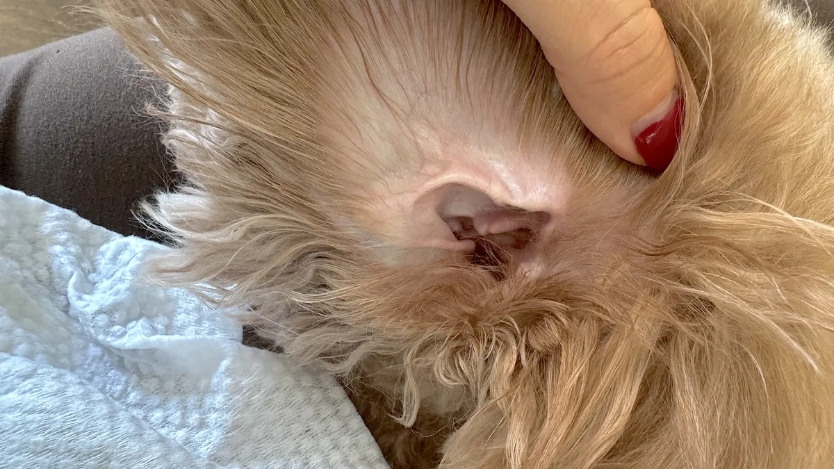 Inside of a clean pink dog ear after gentle wiping