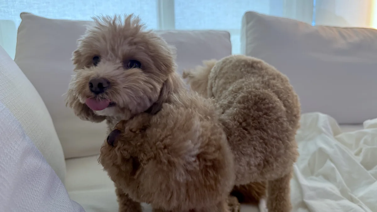 NAD IV Therapy: What My First 1,000 mg Drip Was Like (And the Week After) Our curly brown dog standing on the couch and looking at the camera during my IV drip