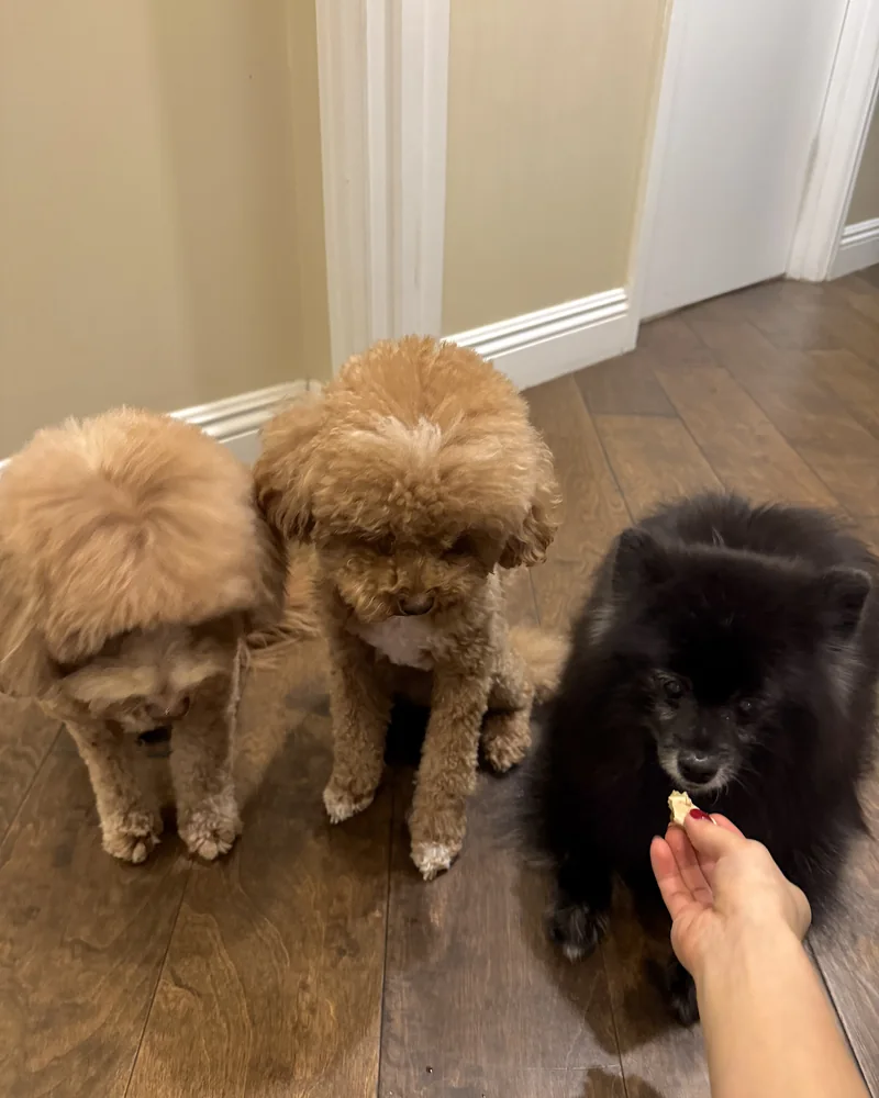 Our 14-year-old black Pomeranian taking a small piece of sweet potato from my hand next to the two younger dogs