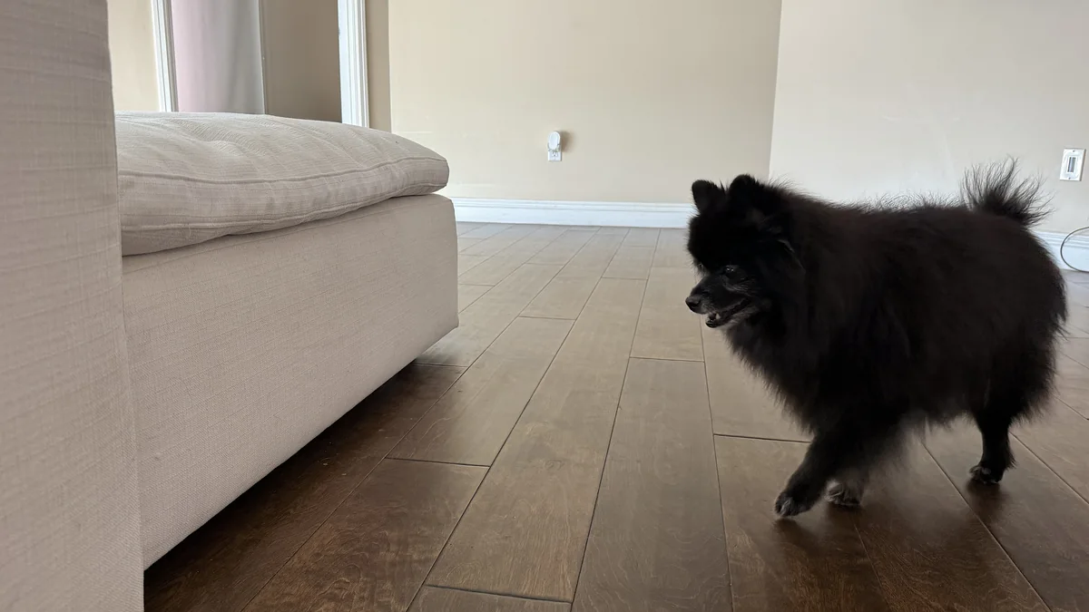 Signs of Arthritis in Dogs: What We Watch for in Our 14-Year-Old After Her Leg Surgery Senior black Pomeranian walking across a wood floor toward the camera