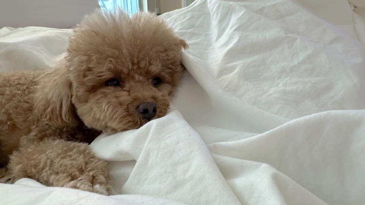 What Is in an IV Drip? Every Ingredient in My At-Home IV Bag (and Why It Turned Yellow) Curly brown dog resting in white sheets next to me during an IV drip
