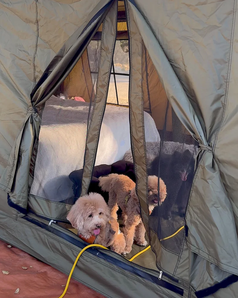 Steckel Park Camping With 3 Dogs: Our Honest Review of This Oak-Shaded Campground Two poodle mix dogs peeking out through the mesh door of a tent