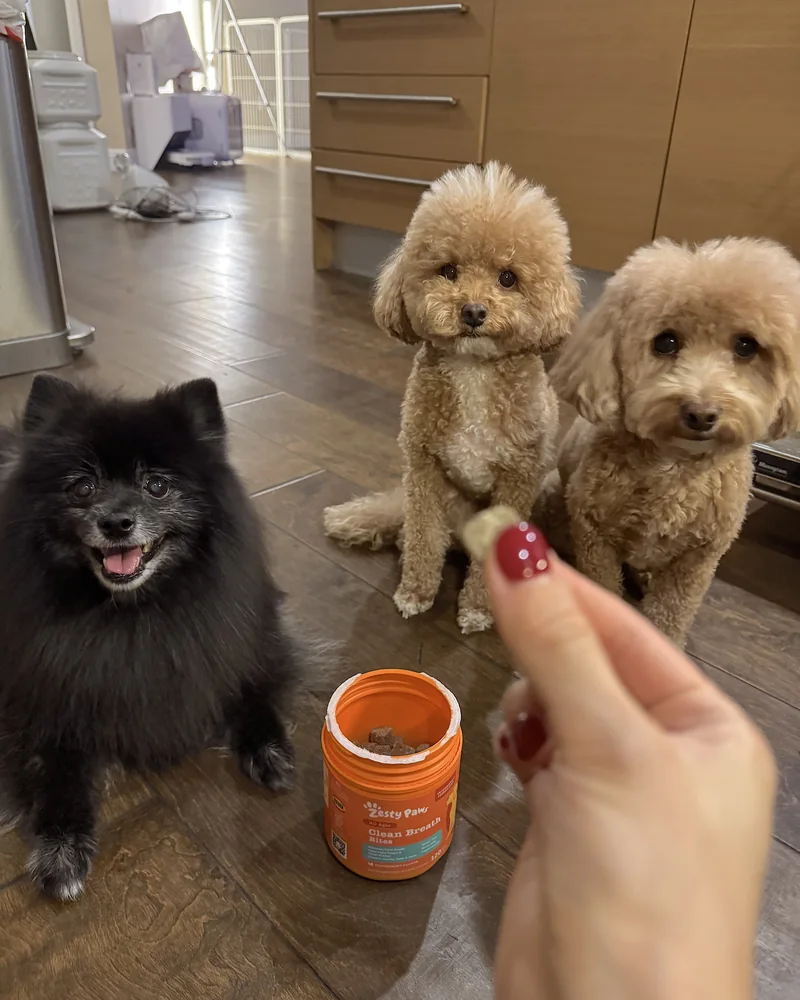 How Often to Brush Dog Teeth (Our Nightly Routine With 3 Small Dogs) Our senior black Pomeranian and two younger curly dogs sitting and waiting for their Clean Breath chews before dinner
