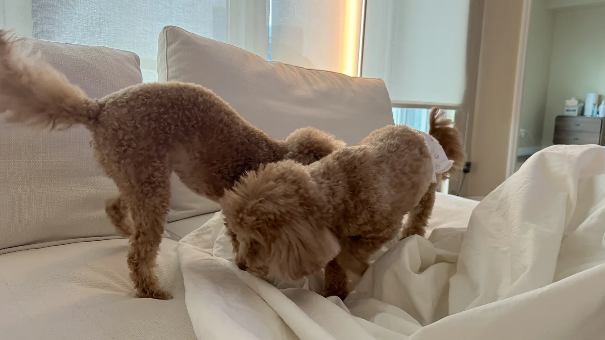 What Is in an IV Drip? Every Ingredient in My At-Home IV Bag (and Why It Turned Yellow) Two curly brown dogs sniffing around the white sheets on a couch