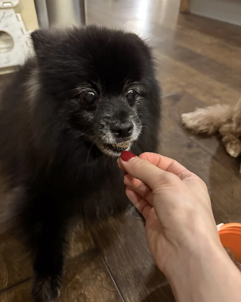 How Often to Brush Dog Teeth (Our Nightly Routine With 3 Small Dogs) Our 14-year-old black Pomeranian gently taking a dental chew from my hand
