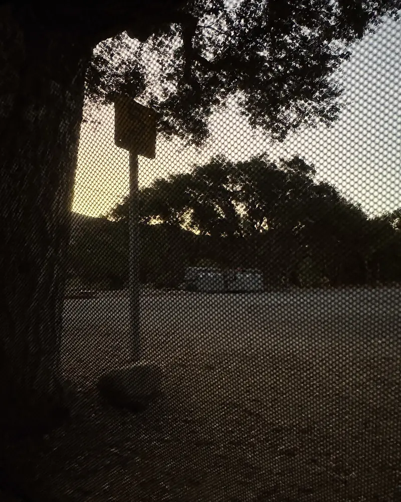 Steckel Park Camping With 3 Dogs: Our Honest Review of This Oak-Shaded Campground Oak trees silhouetted at dusk seen through tent mesh
