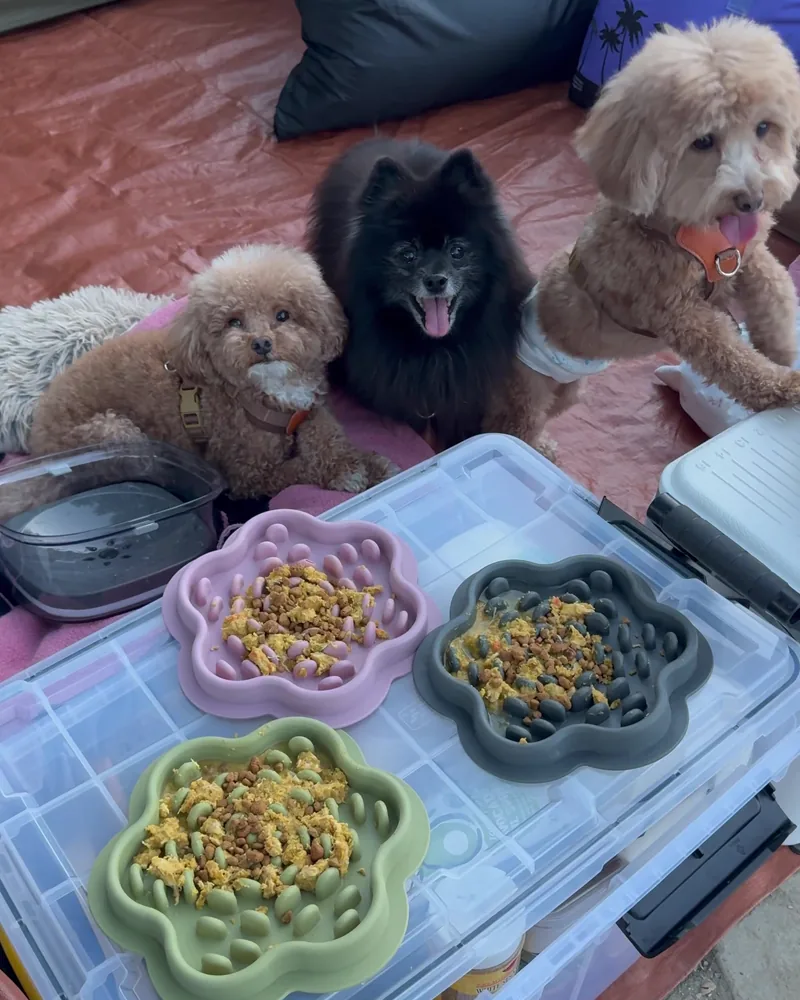 Camping Food List: What We Actually Ate in 3 Nights (Korean Dinners, Drinks, and the Dogs' Food) Three dogs lying behind colorful slow feeder bowls of homemade food on a storage bin lid