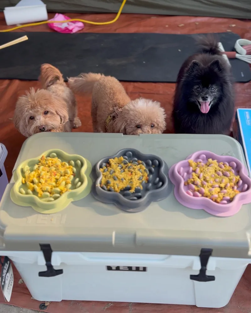 Camping Food List: What We Actually Ate in 3 Nights (Korean Dinners, Drinks, and the Dogs' Food) Three dogs waiting behind slow feeder bowls set on top of a YETI cooler