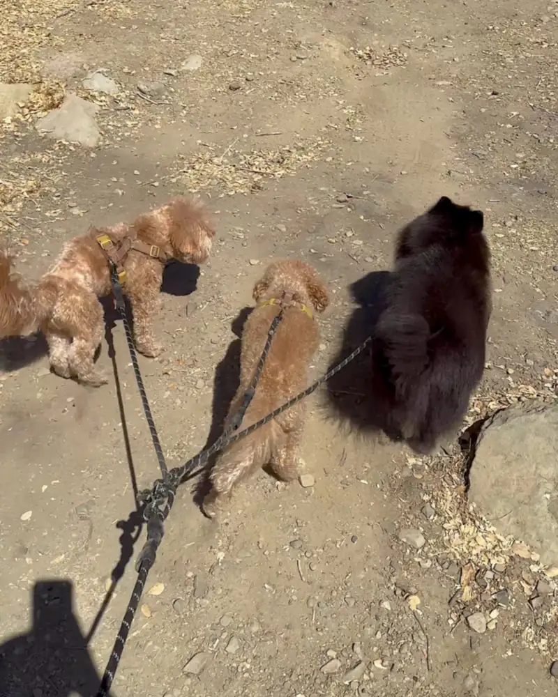 Steckel Park Camping With 3 Dogs: Our Honest Review of This Oak-Shaded Campground Three small dogs on leashes walking down a dirt path toward Santa Paula Creek