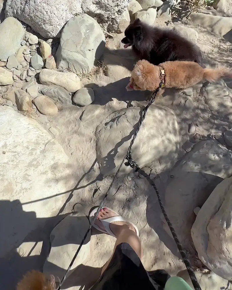 Steckel Park Camping With 3 Dogs: Our Honest Review of This Oak-Shaded Campground My slide sandals on the rocky path to the creek with two dogs on leash
