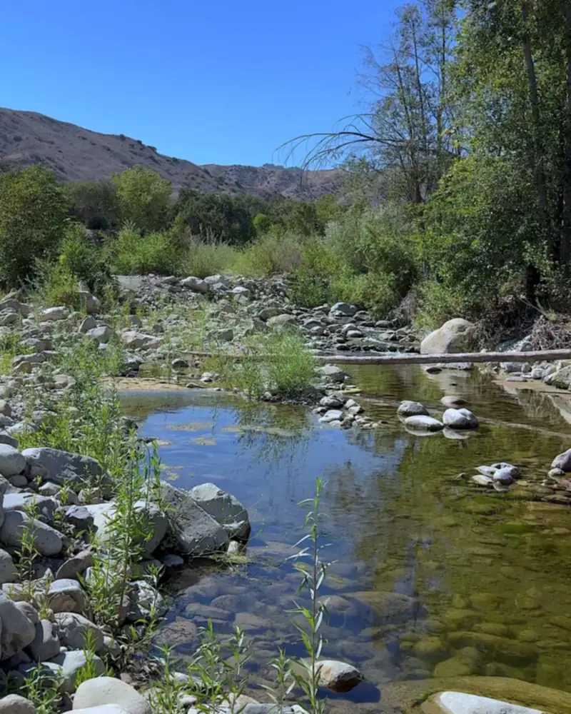 Steckel Park Camping With 3 Dogs: Our Honest Review of This Oak-Shaded Campground Clear shallow water in Santa Paula Creek with rocks and green brush in late August