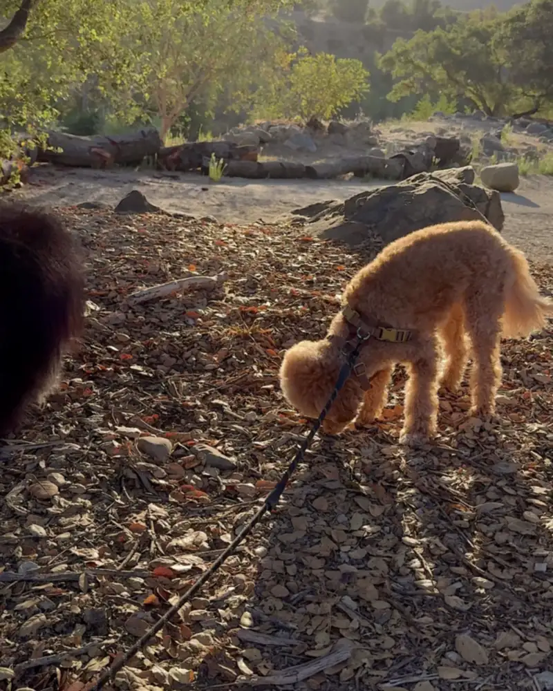 Steckel Park Camping With 3 Dogs: Our Honest Review of This Oak-Shaded Campground Fluffy apricot dog sniffing wood chips under shade trees in the day use area