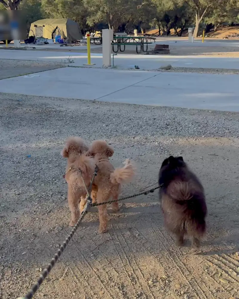 Steckel Park Camping With 3 Dogs: Our Honest Review of This Oak-Shaded Campground Three dogs on leash walking toward the paved Steckel Park campground loop late in the day